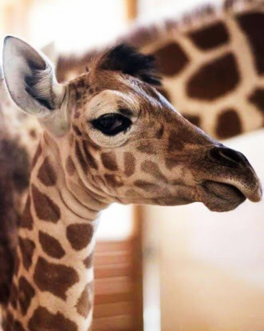A close-up of a young giraffe’s face with large, dark eyes and light brown patterned fur, with a blurred adult giraffe in the background.