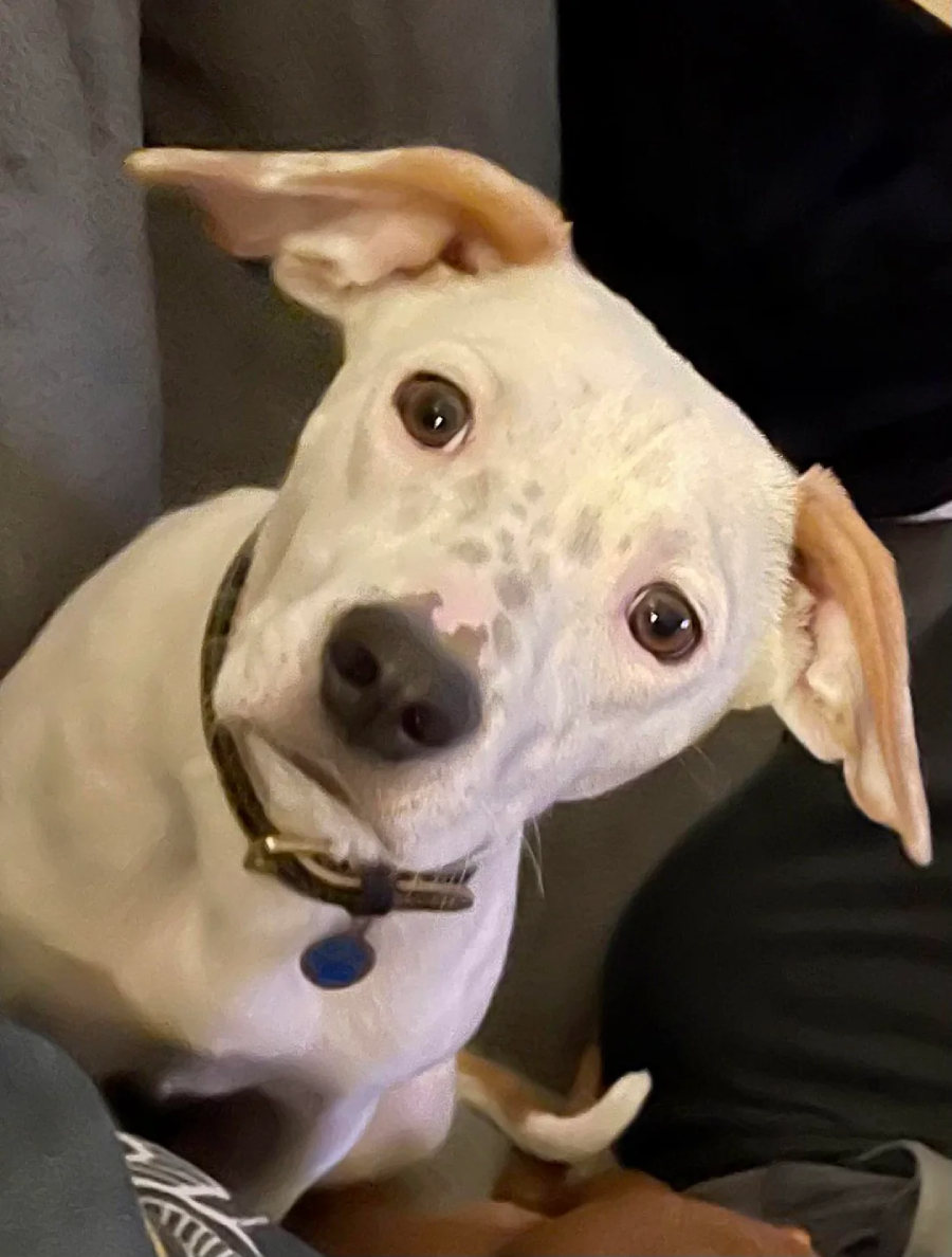 A white dog with light brown spots and large ears sits on a couch, tilting its head and looking up with wide, curious eyes. The dog wears a collar with a blue tag.