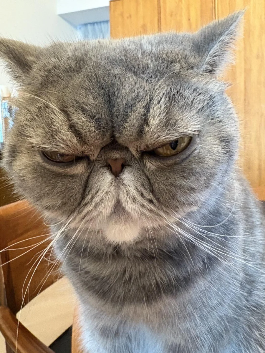 A close-up of a gray cat with a flat face and an unimpressed, grumpy expression. The background shows wooden furniture and part of a room.