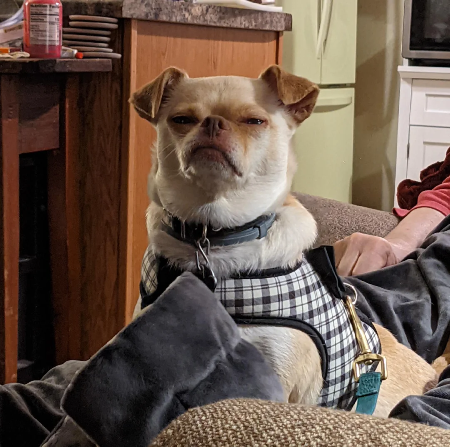 A small dog with light fur, wearing a plaid harness, sits on a couch looking serious or unimpressed. A person’s arm rests nearby, and kitchen counters and appliances are visible in the background.
