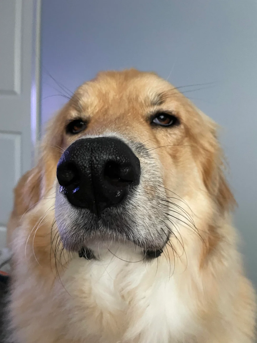 Close-up of a golden retriever's face, looking slightly upward with a calm, serious expression. The dog's nose is prominent in the foreground and the background shows a light-colored wall and door.