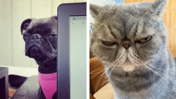 judgmental-animals-judging-your-life
