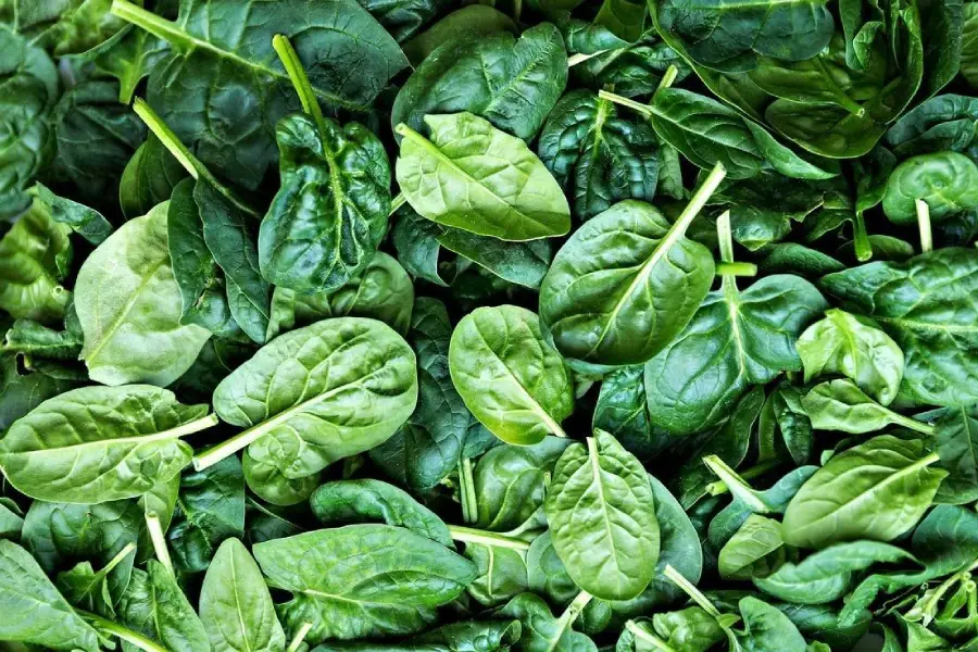 Fresh spinach leaves, overlapping and covering the entire image, display various shades of green with visible veins and stems, showcasing their crisp texture and natural appearance.