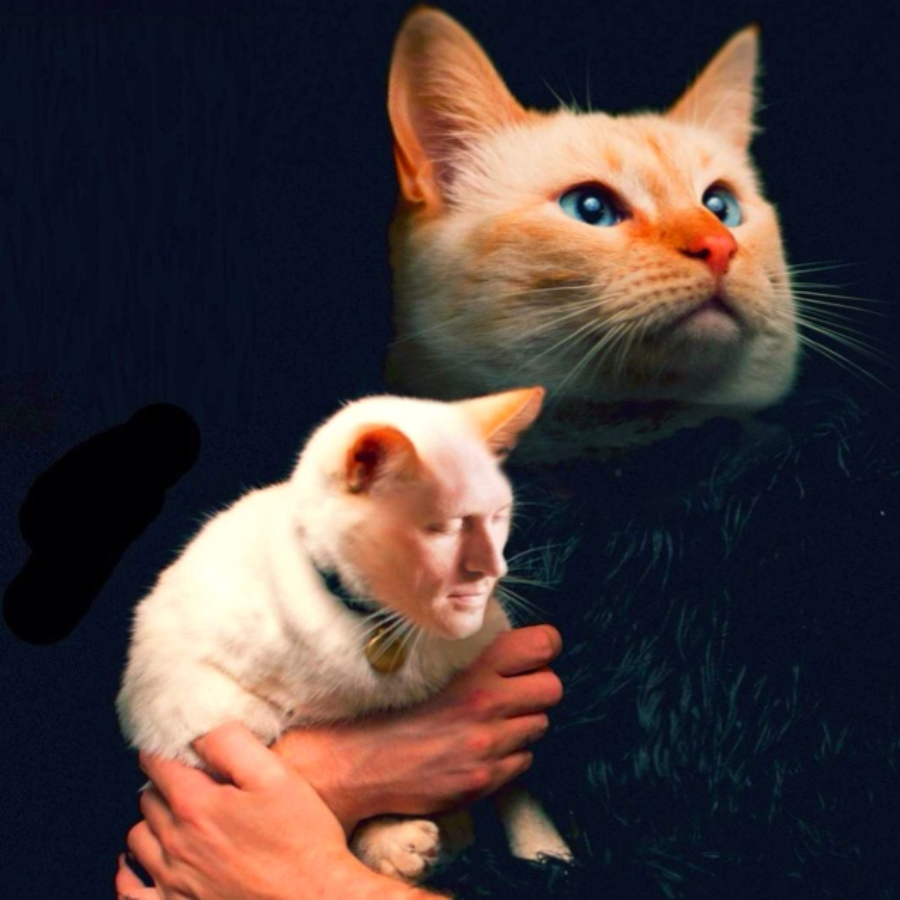 A person holds a white cat with a human-like face, while a larger cat with blue eyes and orange fur appears in the background against a dark backdrop.