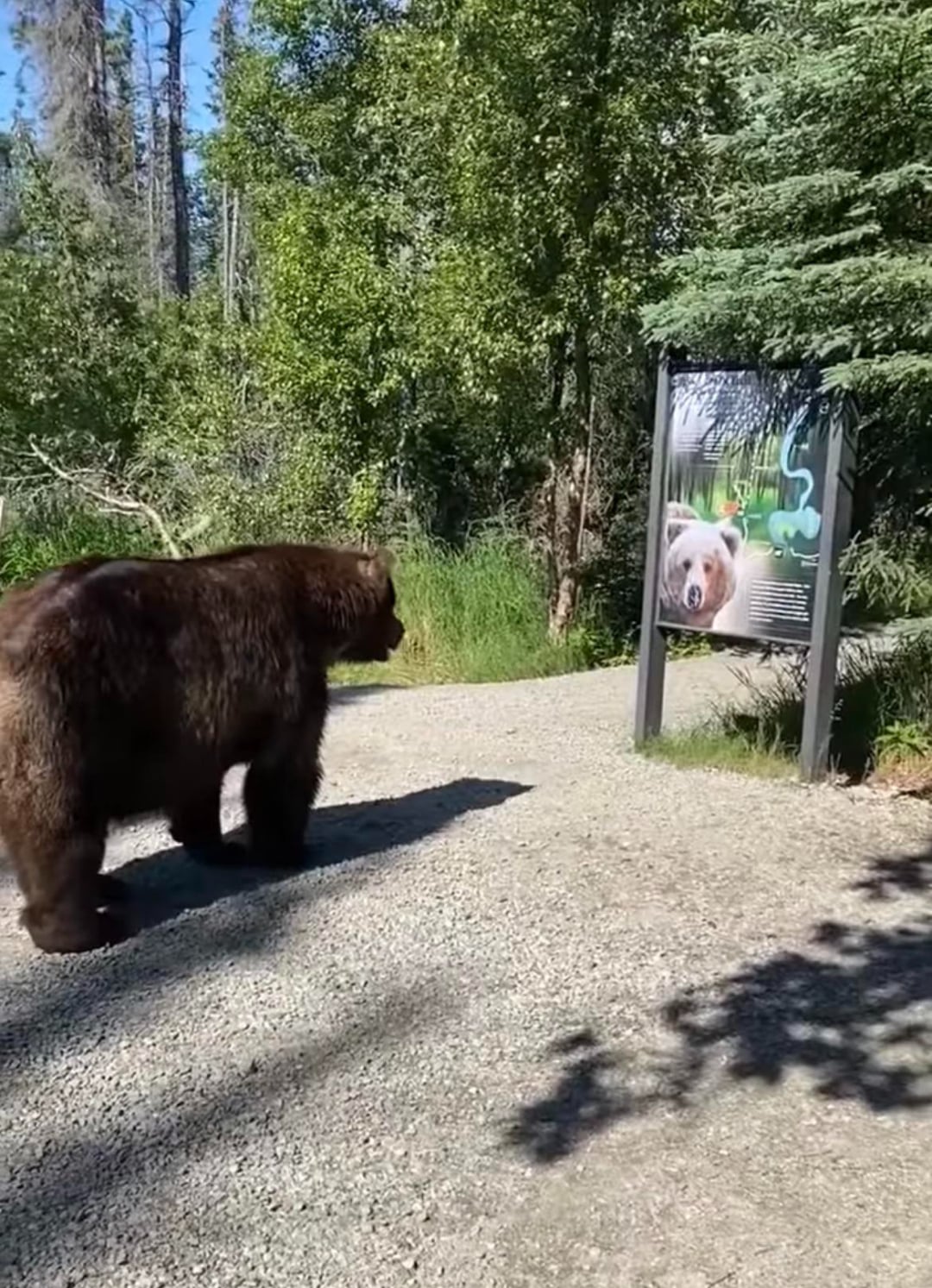 A large brown bear stands on a gravel path, looking at a sign with a picture of a bear and informational text in a wooded area on a sunny day.