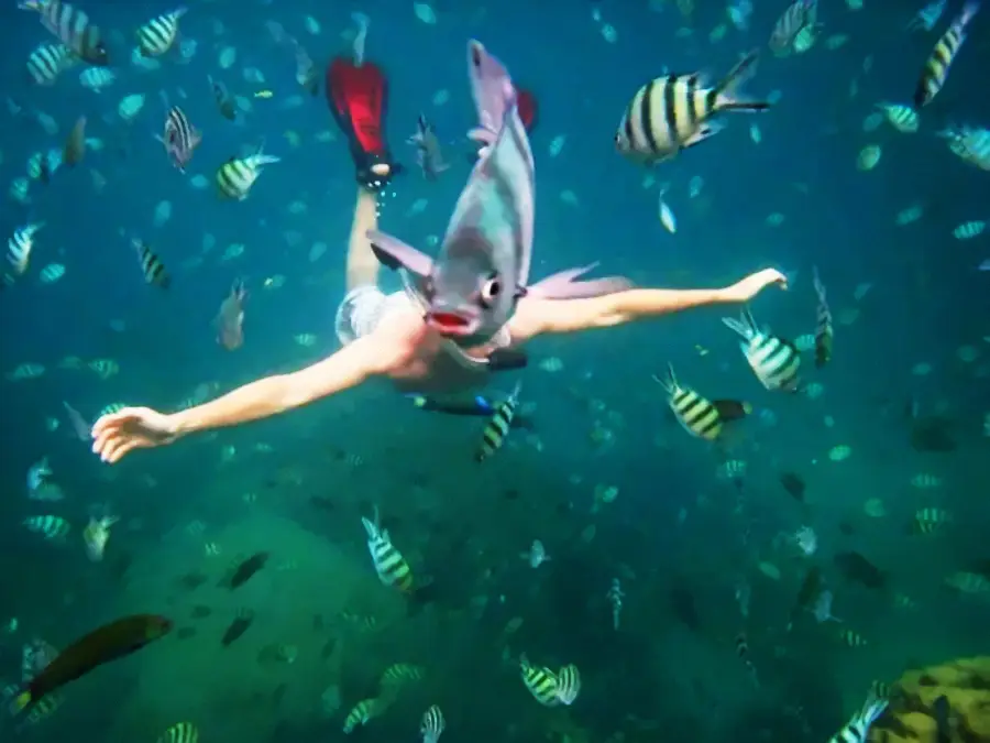 A person is swimming underwater among many colorful fish, with one large fish perfectly aligned in front of their face, creating the illusion that the person has a fish head.