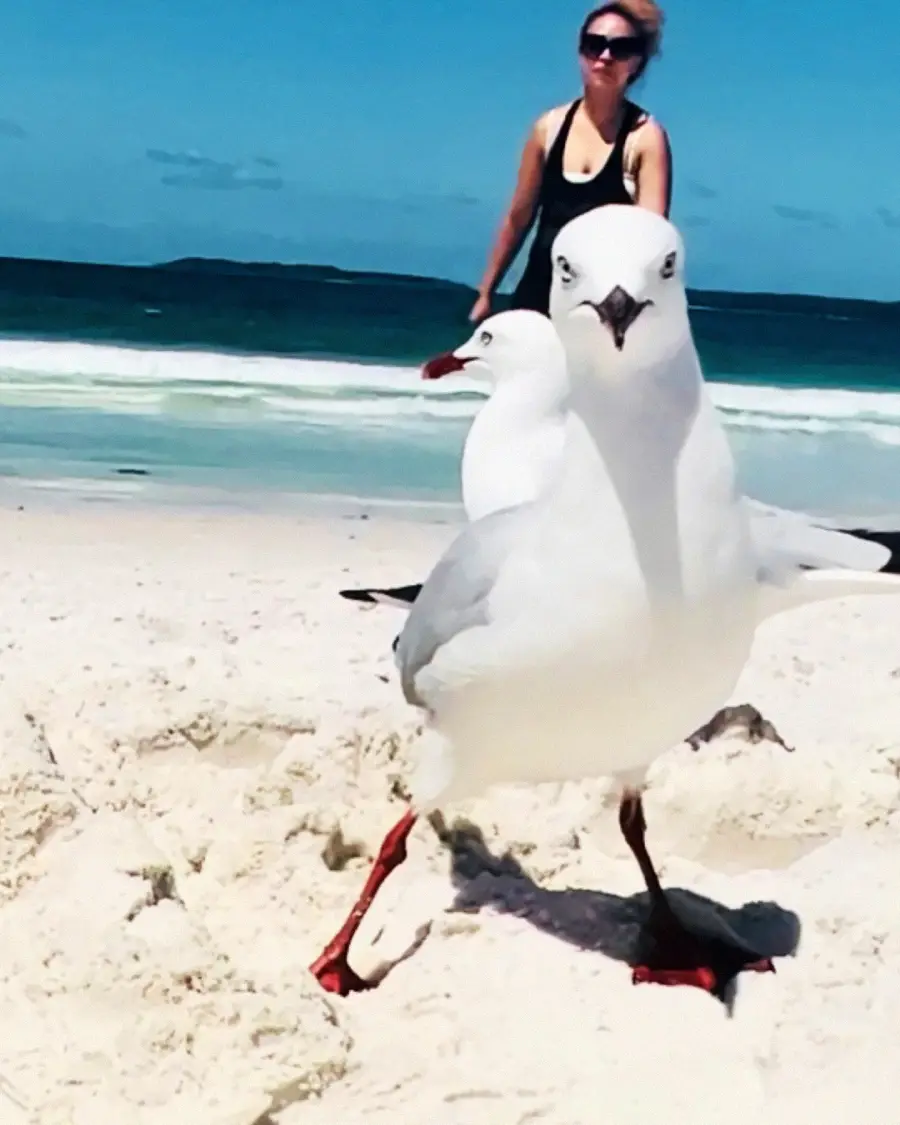 A close-up of two seagulls standing on a sandy beach, with ocean waves and a person in sunglasses walking in the background under a clear blue sky.