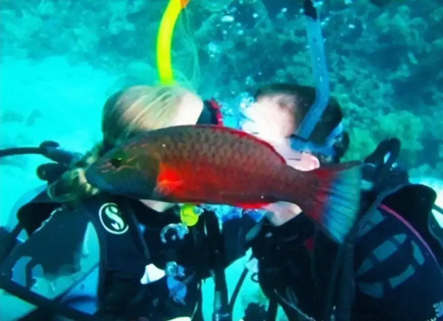 Two scuba divers underwater appear to be kissing, but their faces are humorously obscured by a colorful fish swimming in the foreground.