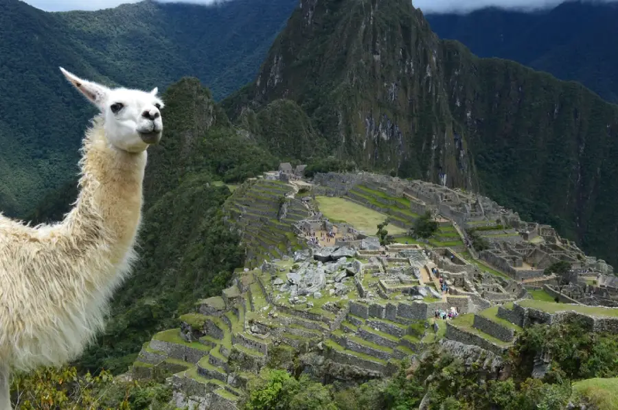 A llama stands in the foreground with the ancient Incan ruins of Machu Picchu and green mountains in the background, under a cloudy sky.