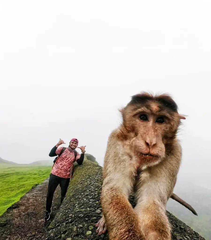 A monkey poses close to the camera while a smiling man in a red shirt and backpack stands in the background on a misty, green landscape, making a thumbs-up gesture.