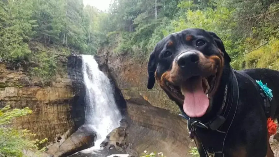 A happy Rottweiler dog with its tongue out poses in front of a tall, flowing waterfall surrounded by green trees and rocky cliffs on a bright day.