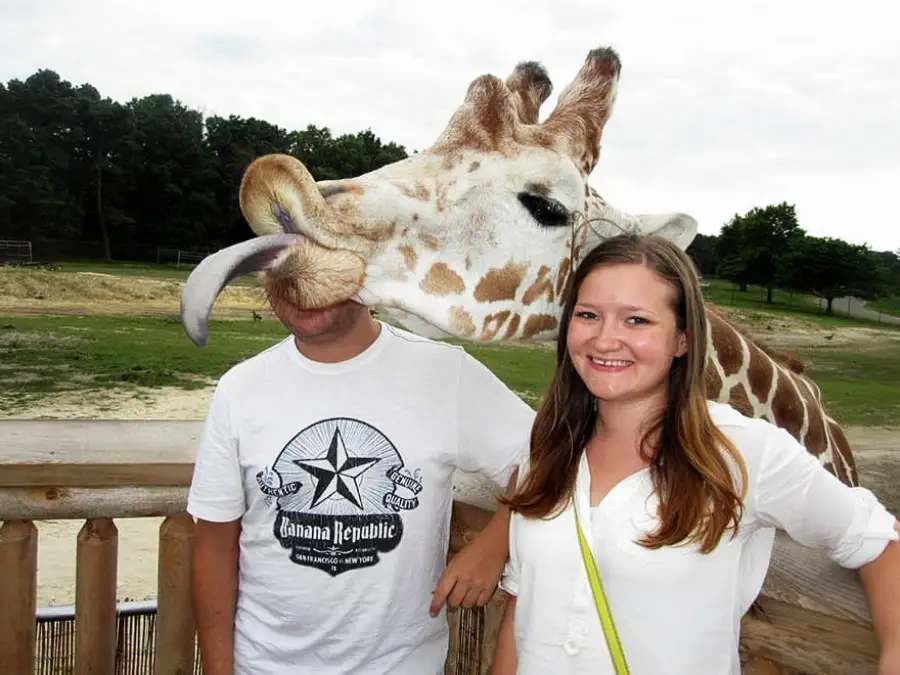 A smiling woman stands next to a man whose face is being covered by a giraffe’s long tongue as it leans over a wooden fence at an outdoor zoo or safari park. Trees and grassy fields are in the background.
