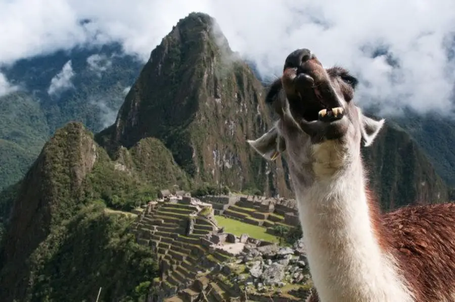 A llama with its mouth open stands in the foreground, with the ancient ruins of Machu Picchu and lush green mountains shrouded in mist visible in the background.