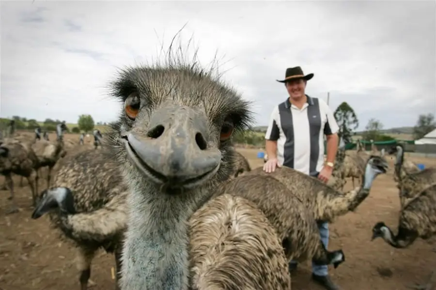 A close-up of a curious emu staring at the camera, with several other emus and a man in a hat and striped shirt smiling in the background at an outdoor farm or reserve.