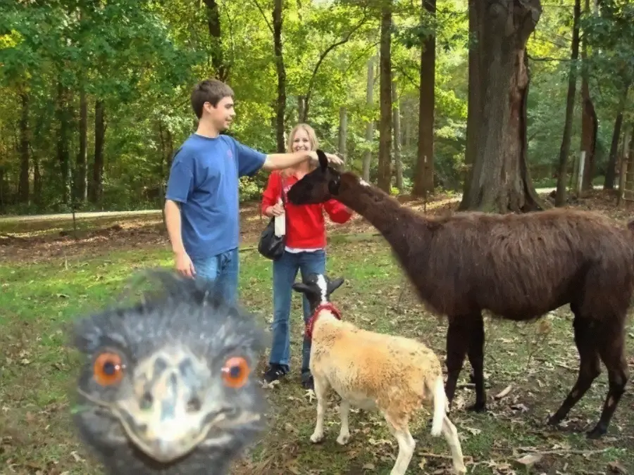 A young man and woman stand outdoors petting a llama and a sheep; in the foreground, an emu photobombs the picture, looking directly at the camera with trees and greenery in the background.