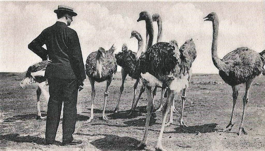 A man in a suit and hat stands on a dirt field, facing a group of six ostriches under a cloudy sky in a vintage black-and-white photograph.