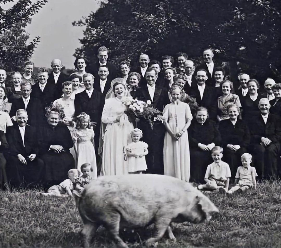 A large group poses for a formal outdoor wedding photo, with the bride and groom in the center. In the foreground, a pig walks across the grass in front of the group.