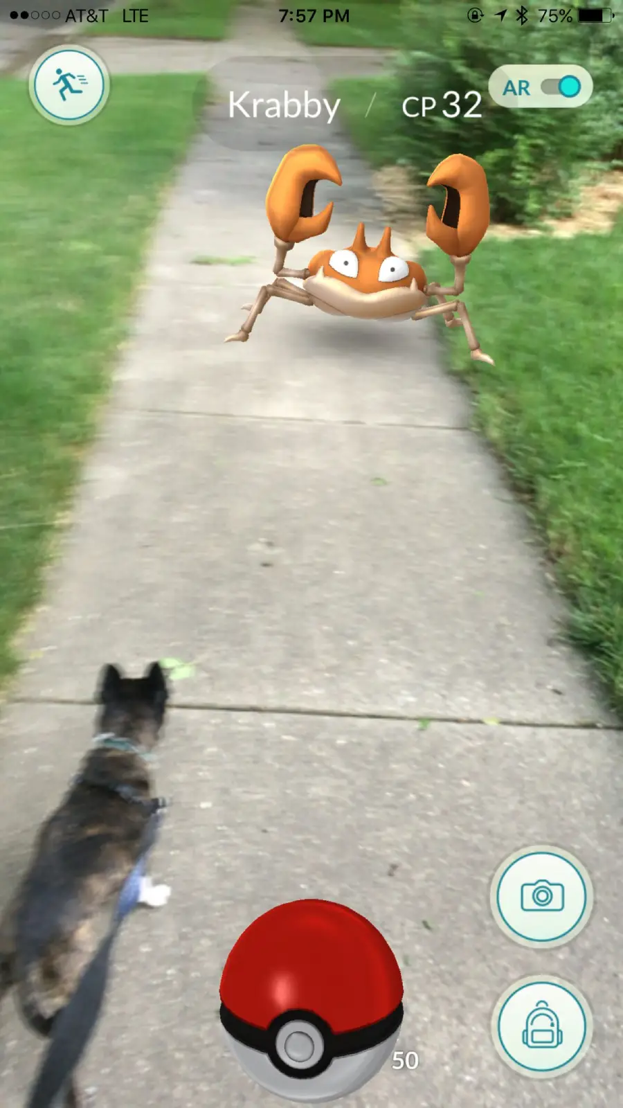 A mobile game screen shows a digital Krabby Pokémon on a sidewalk, viewed in augmented reality. A small dog is on the path, looking toward Krabby. Game interface icons and stats are visible on the phone screen.