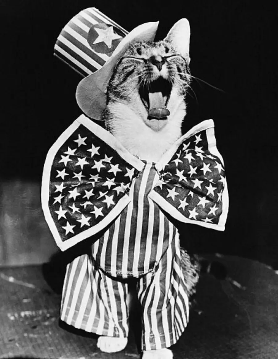 A cat yawns while dressed in a star-spangled Uncle Sam costume, featuring a large striped bow tie, a matching jacket, and a tall hat with stars and stripes.