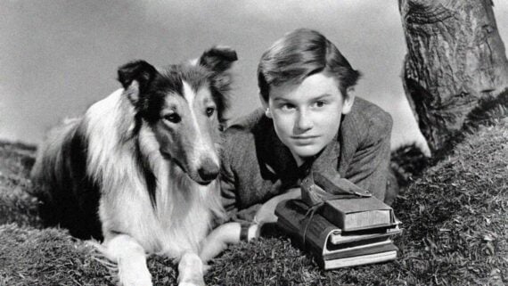 Lassie, one of the most famous animal stars in Hollywood history, posing during the height of her television fame.