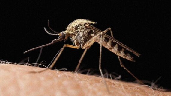 A mosquito, one of the most dangerous animals on Earth, representing the threats in the animal kingdom.