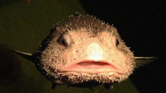 A blobfish swimming in deep ocean waters, showing its unique soft appearance.