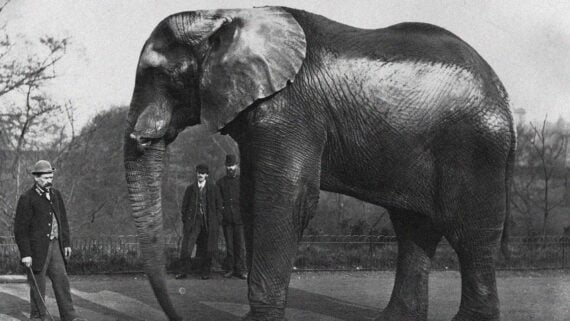 Jumbo the famous African elephant who became an international circus star in the 19th century.