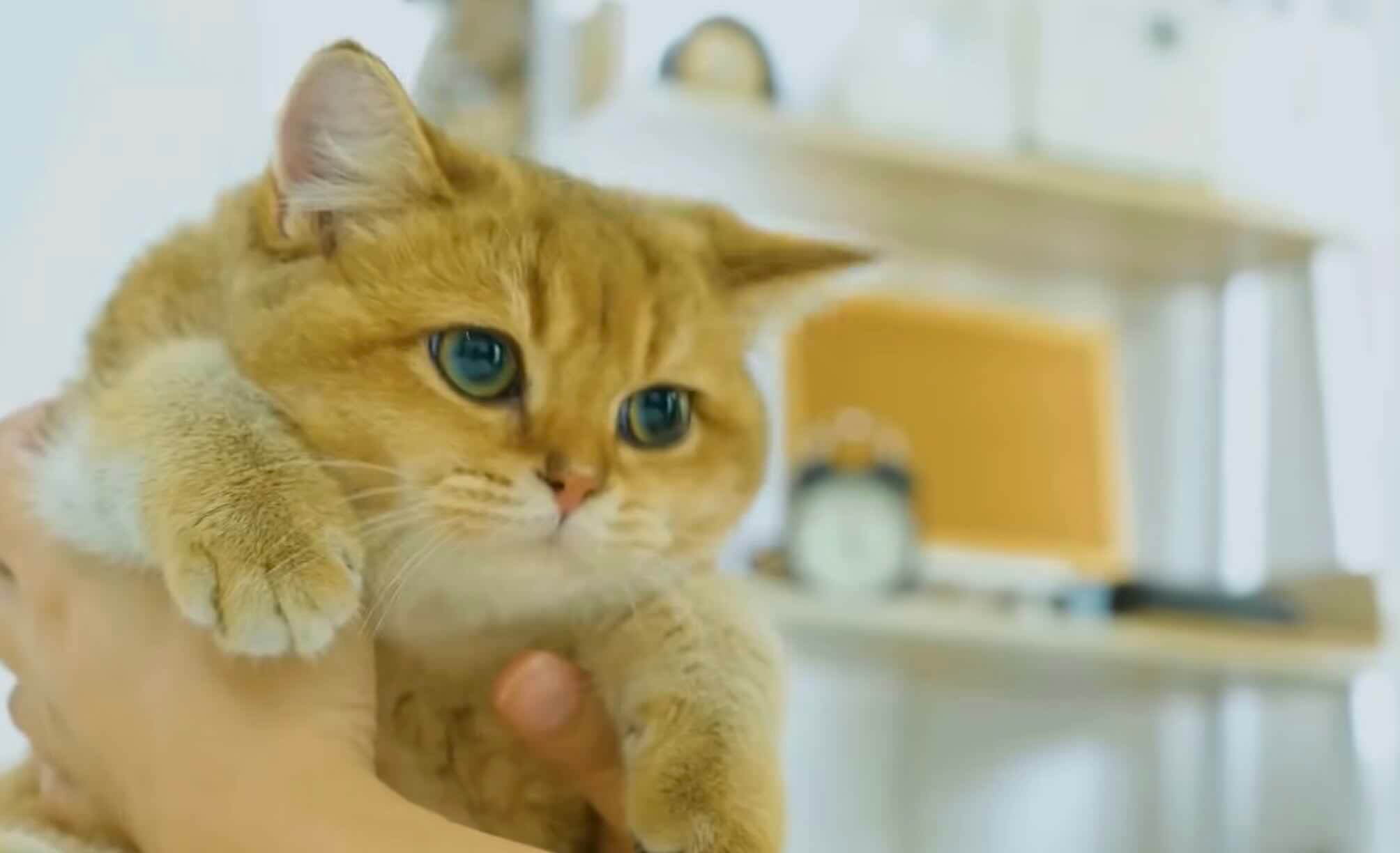 A person holds a chubby, golden-brown cat with green eyes. The cat looks calm and slightly curious. In the blurred background, shelves with various household items are visible.