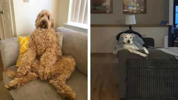 clever-dogs-stay-off-furniture-counter-arguments