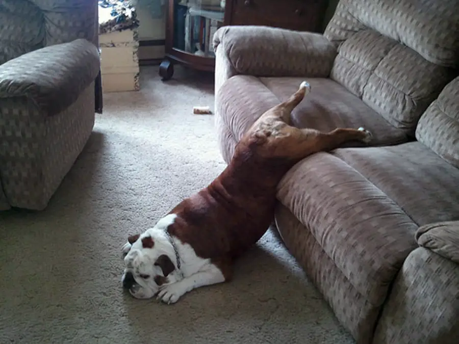 A bulldog is lying on the carpet with its front half on the floor and its back legs stretched out on a brown sofa, appearing relaxed and sleepy in a cozy living room.