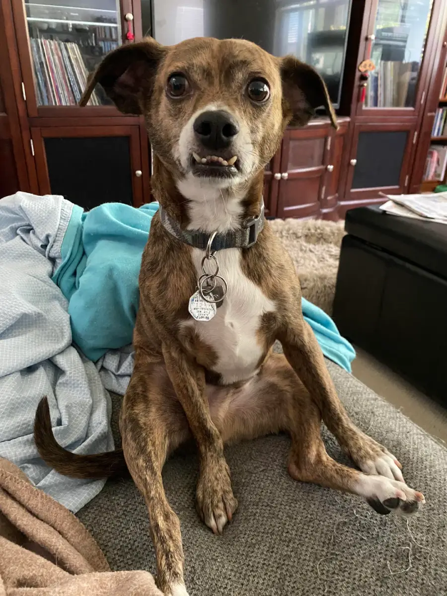 A brown and white dog with a slightly crooked mouth sits upright on a couch, looking at the camera. A blue blanket and home entertainment center are visible in the background.