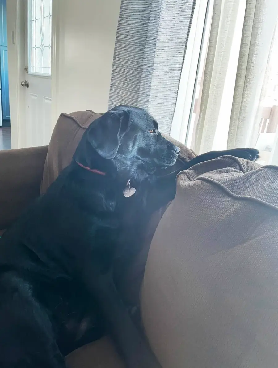 A black dog with a red collar sits on a couch, resting its head and paw on the armrest, gazing thoughtfully out a window with light curtains.