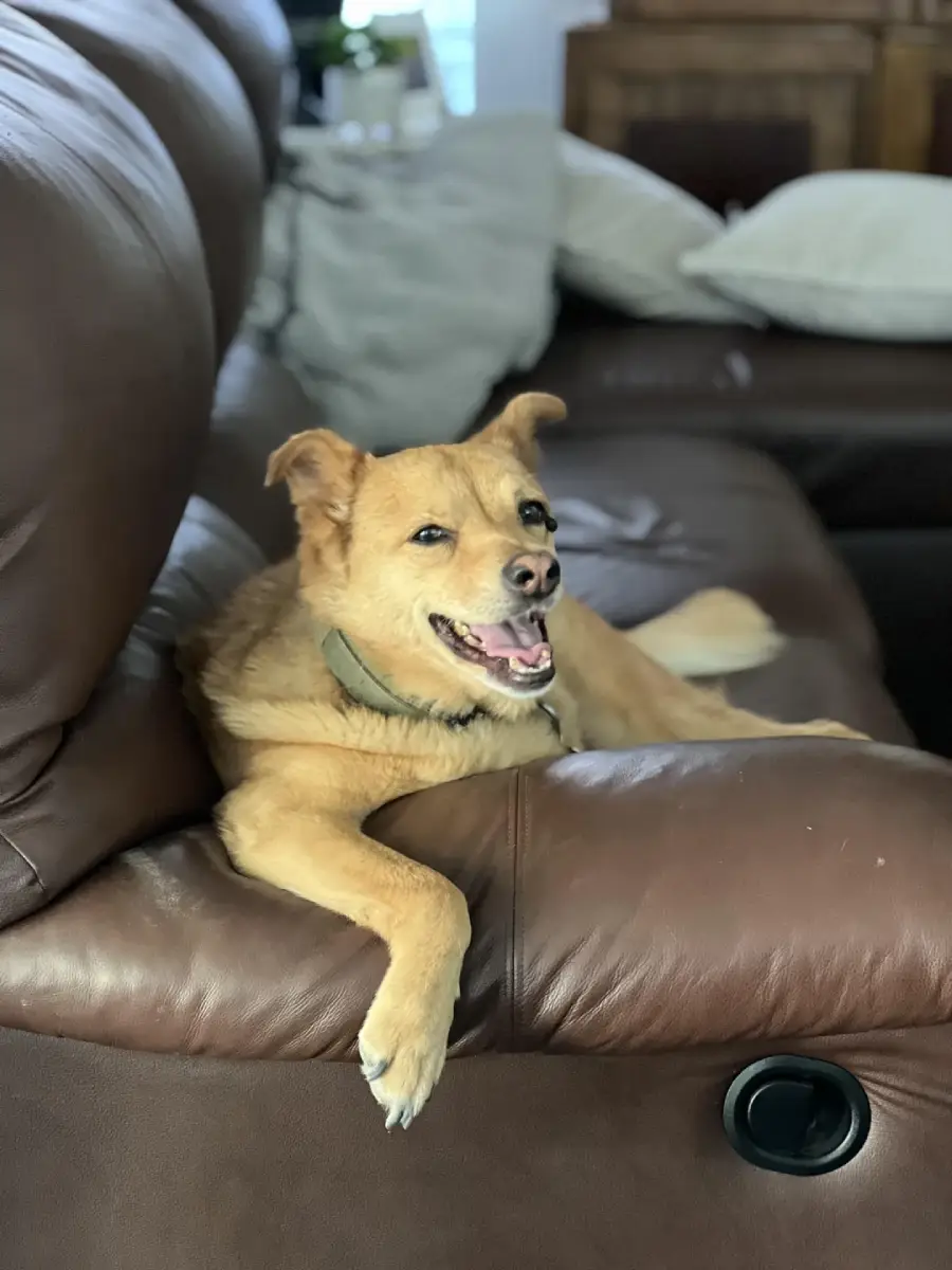 A tan dog with a collar lounges comfortably on a brown leather couch, looking at the camera with its mouth open as if smiling. Pillows and a blanket are in the background.