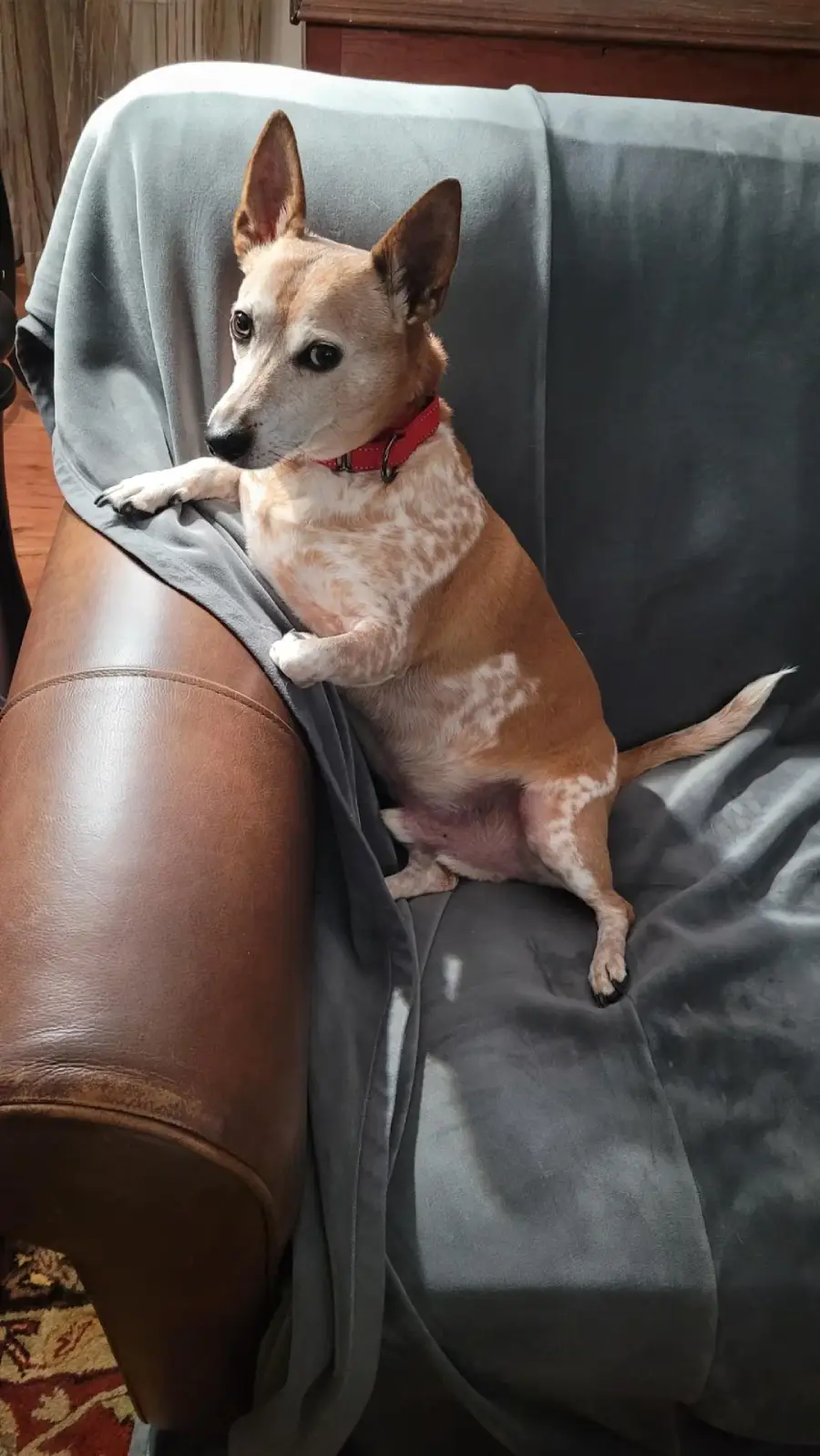 A small, tan and white dog with pointy ears and a red collar sits upright on a gray blanket-covered chair, resting one paw on the armrest and looking to the side.