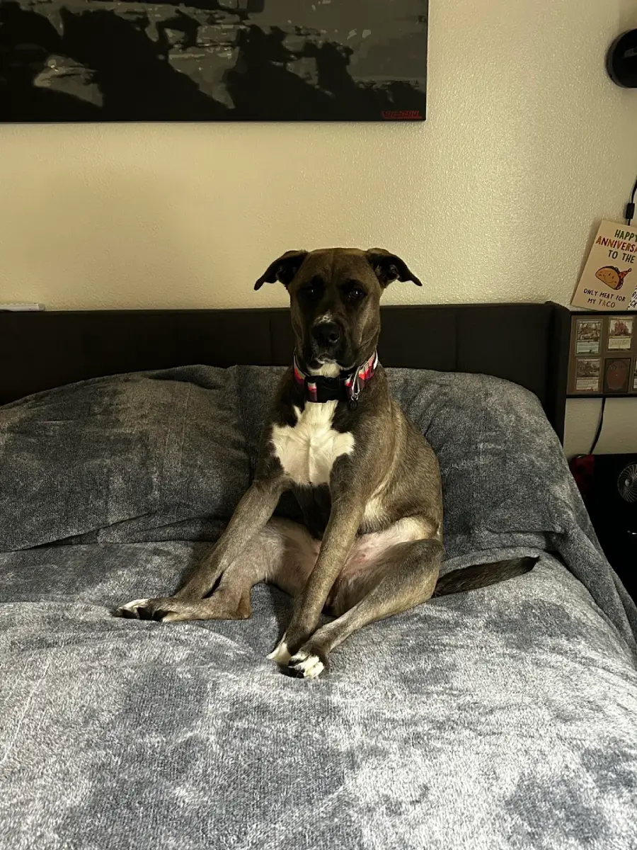 A brown and white dog with a red collar sits upright on a gray bed, with its back against a couch or headboard and legs stretched out in front, appearing relaxed and alert.
