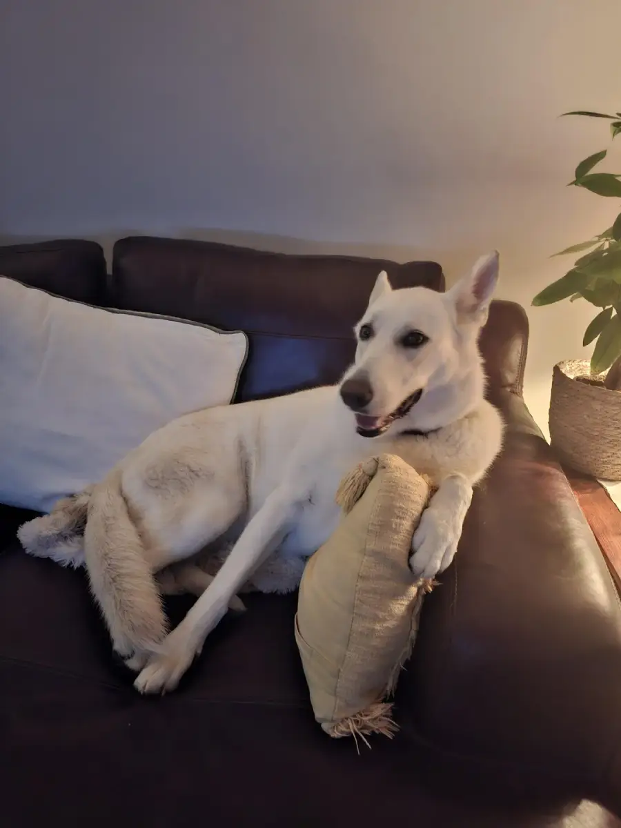 A white dog with upright ears is lounging on a dark brown couch, resting its head and front paws on a beige throw pillow. There are white cushions behind the dog and a green plant to the side.
