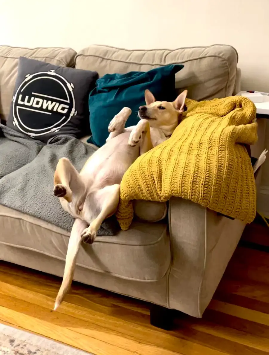 A tan dog lies belly-up on a couch, legs in the air, next to teal and gray pillows and a yellow knitted blanket, creating a relaxed and playful scene in a cozy living room.