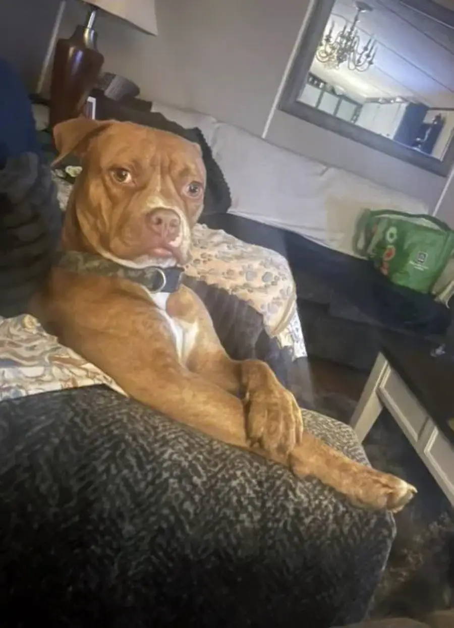 A brown dog with white markings sits upright on a couch with its front legs crossed, looking relaxed. The living room has a couch, table, lamp, and a green bag in the background.