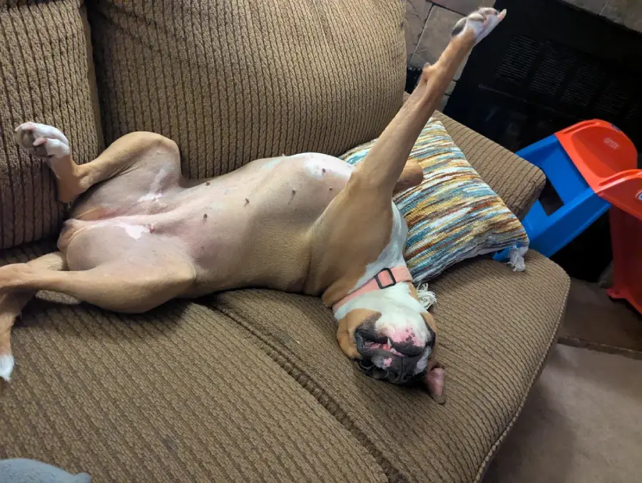 A brown and white dog with a pink collar lies on its back on a brown couch, one paw stretched up in the air, looking very relaxed next to a striped pillow.
