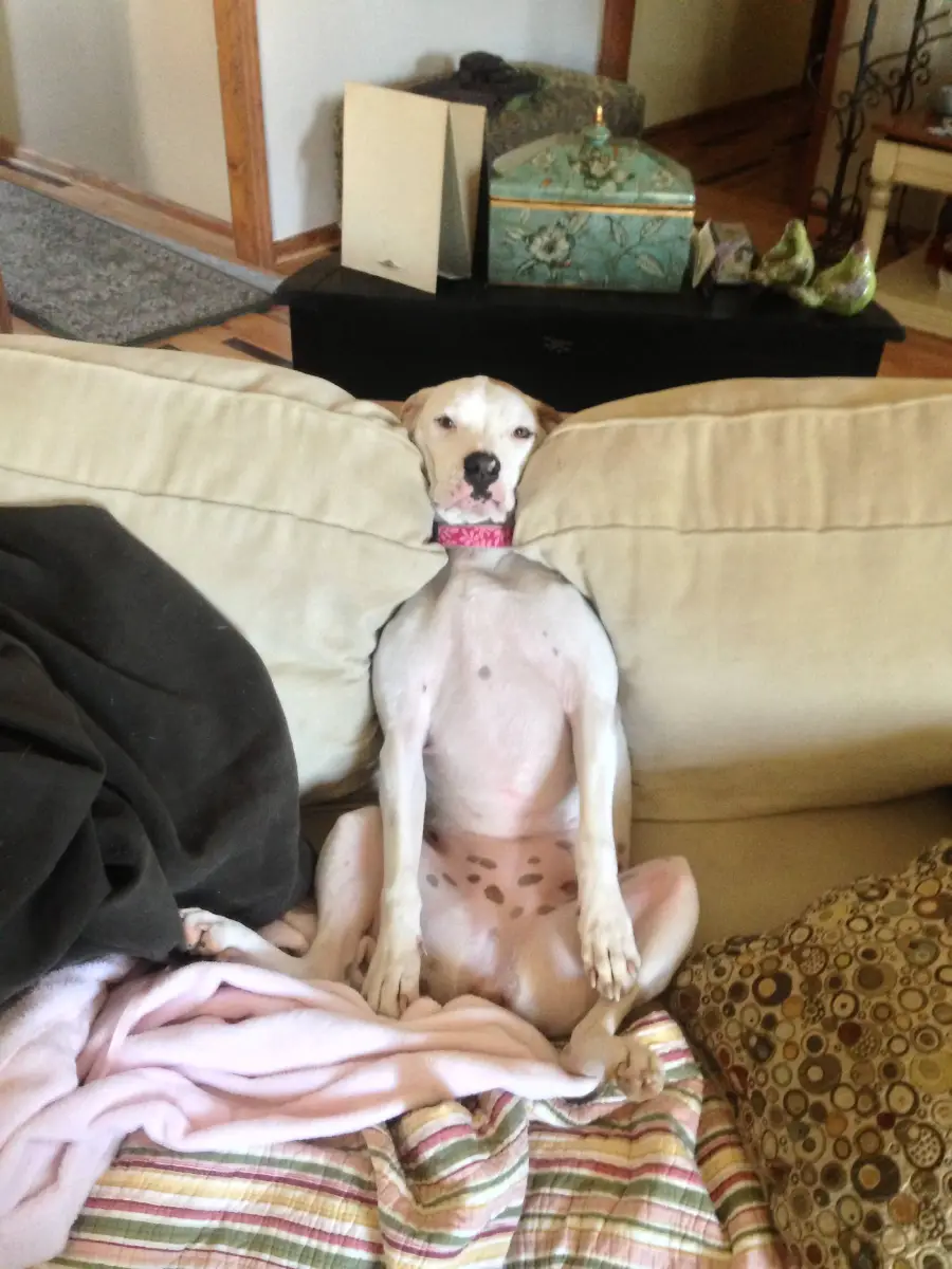 A light-colored dog with a pink collar is sitting upright on a couch, leaning back with its legs stretched out and a relaxed expression, surrounded by blankets and pillows.