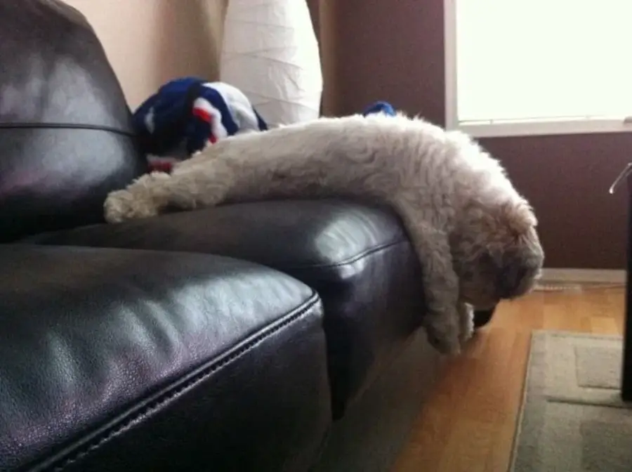 A fluffy white dog lies sprawled on a dark leather couch, with its head and front paws hanging limply over the edge, appearing very relaxed or sleepy.