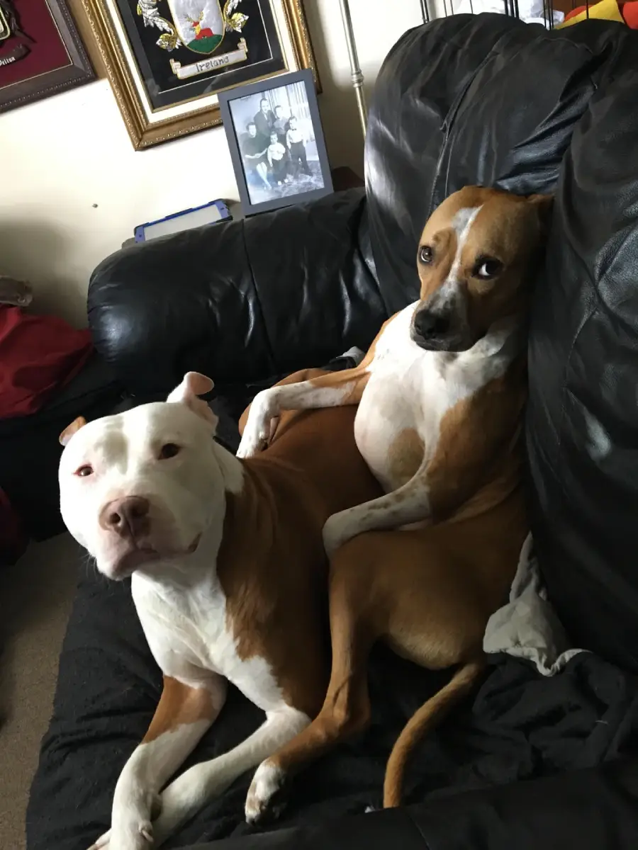 Two dogs are sitting on a black leather couch. One brown and white dog is lying back against the couch, while the other white and brown dog sits upright beside it. Framed photos are visible in the background.