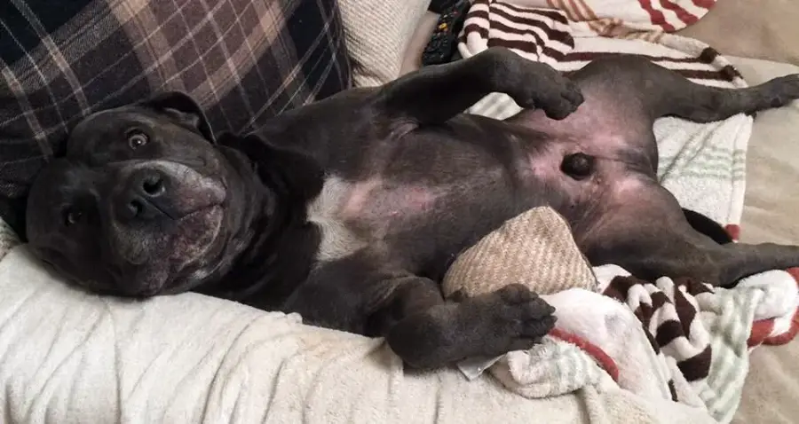 A black dog lies on its back on a couch, looking up with a relaxed expression. The dog is surrounded by striped and plaid blankets and cushions.