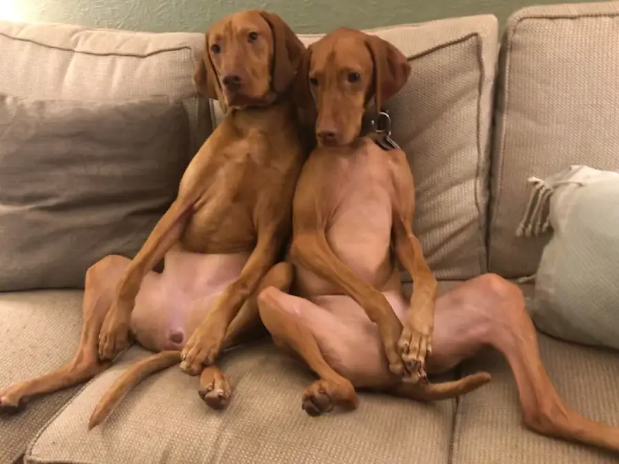 Two brown dogs are sitting upright on a beige couch, leaning against each other with their legs stretched out in front, resembling a relaxed human sitting position.