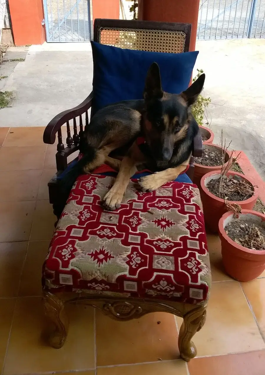 A German Shepherd is lying on a cushioned wooden chair with a matching cushioned footrest, next to several potted plants on a tiled patio.