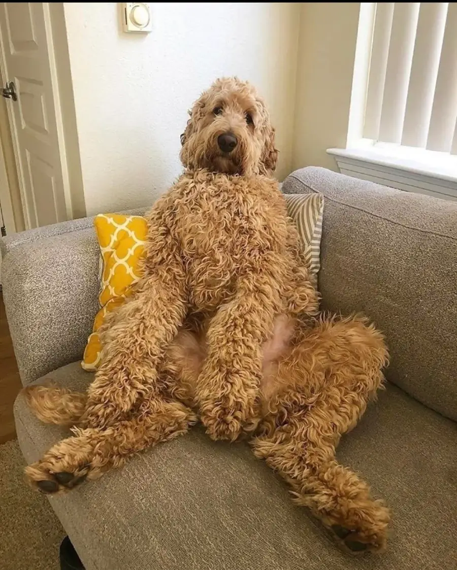 A fluffy, curly-haired dog is sitting upright on a gray couch with its legs stretched out in front, leaning against the backrest, looking relaxed. A yellow patterned pillow is beside the dog.