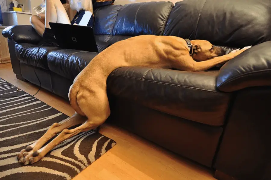A large dog stretches awkwardly across a black leather sofa, with its front legs and head on the cushion and its hind legs and body on the floor. A person sits on the sofa nearby using a laptop.