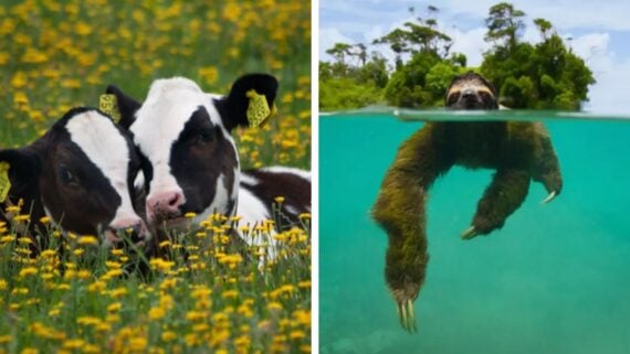 On the left, two black and white calves rest in a field of yellow flowers. On the right, a sloth swims in clear blue water with its head above the surface and a green forest in the background.