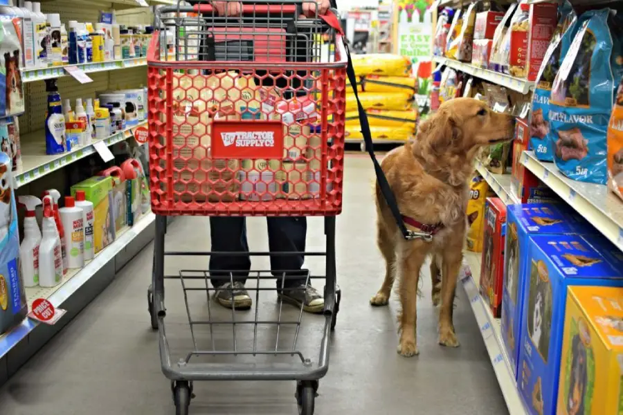 A golden retriever on a leash sniffs dog food bags in a store aisle while a person stands behind a red shopping cart filled with items. Pet supplies line both sides of the aisle.