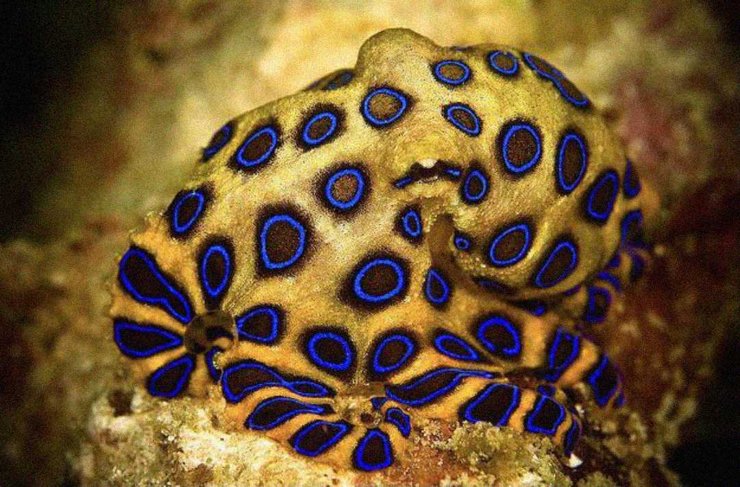 A close-up of a blue-ringed octopus showing its yellowish skin covered with vivid blue and black rings. The octopus is resting on a rocky surface.